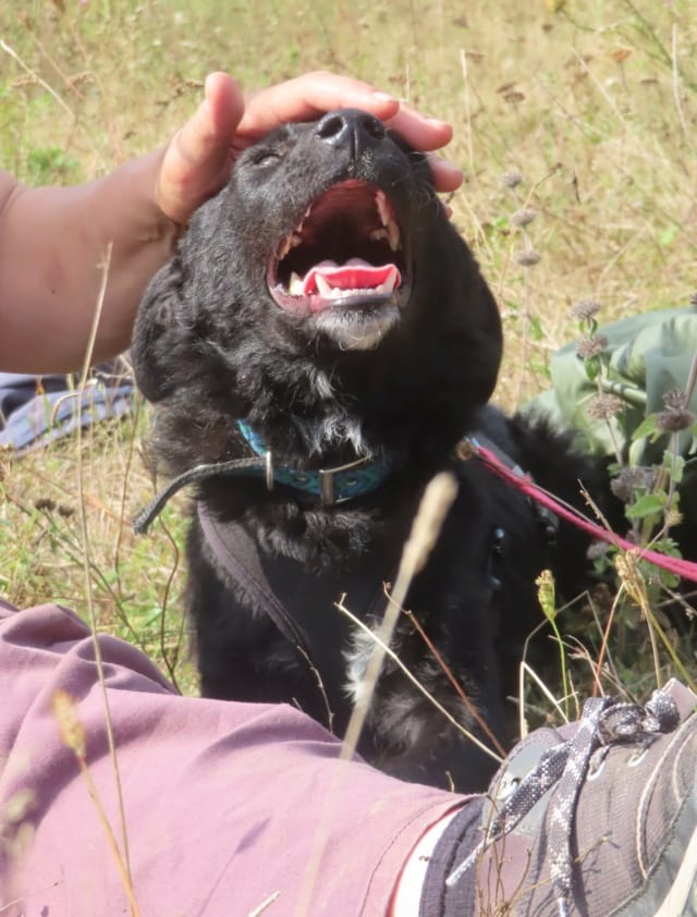 Tilou, rescue dog available for adoption