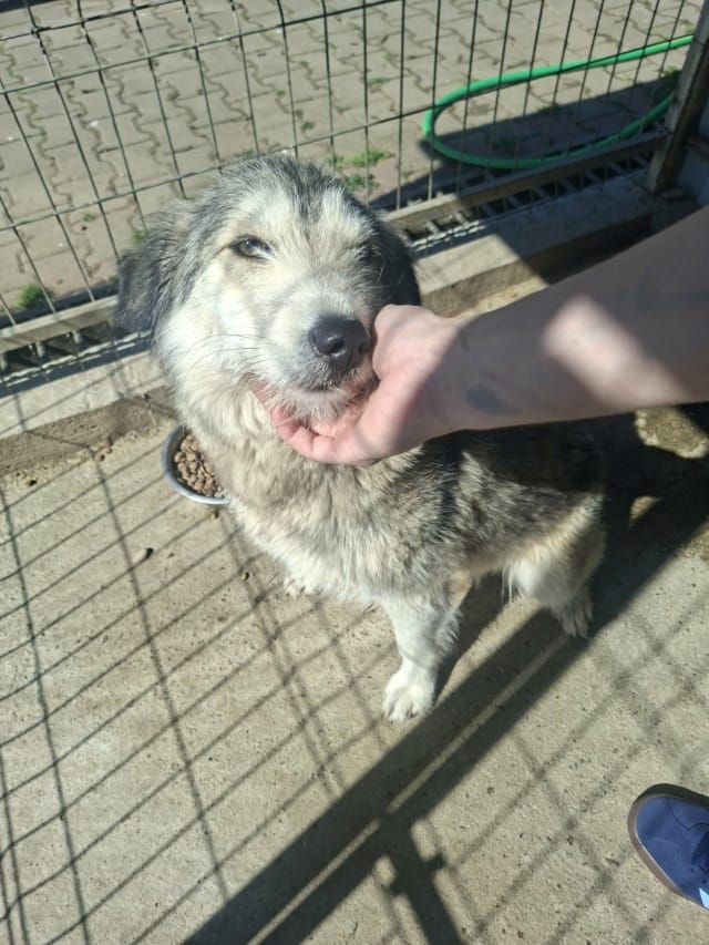 Tissaia, rescue dog available for adoption