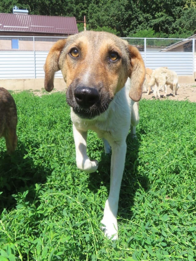 Titoon, rescue dog available for adoption