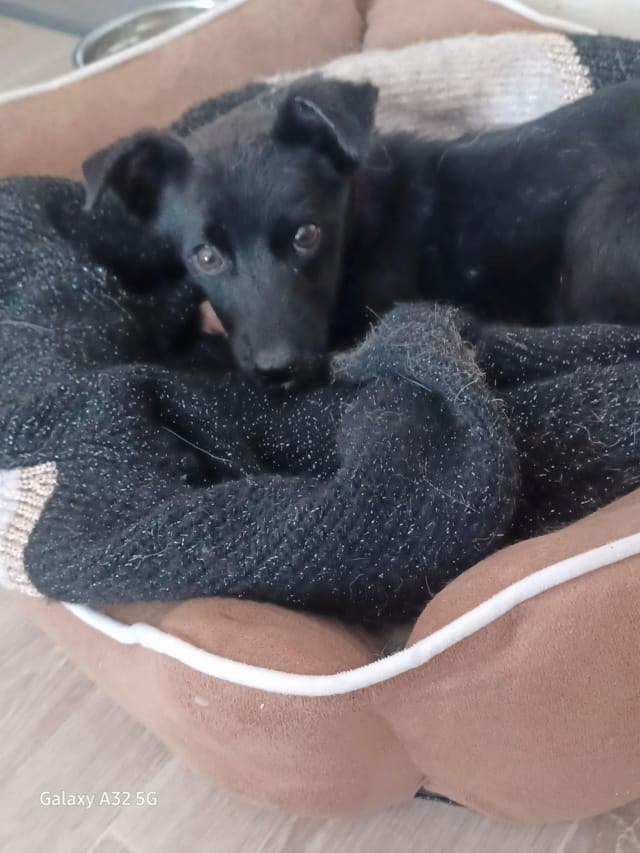 Toinette, rescue dog available for adoption