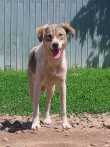 Toulouse, chien à l'adoption