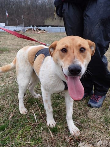 Vartan, rescue dog available for adoption