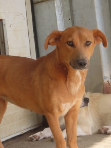 Vega, rescue dog available for adoption
