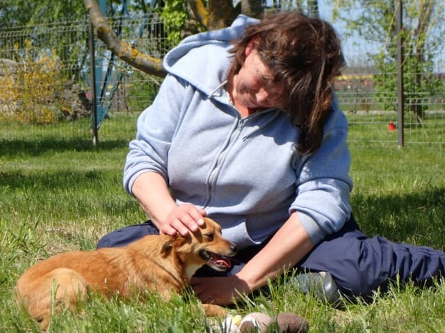 Veverita, rescue dog available for adoption