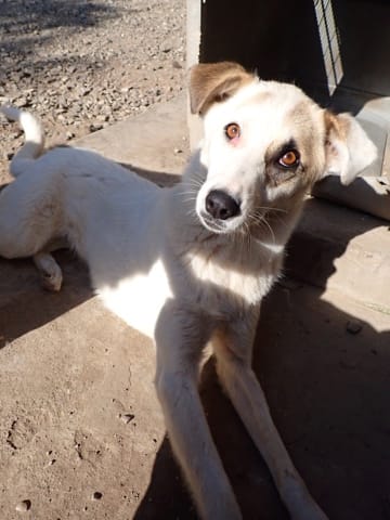 Yellow, rescue dog available for adoption