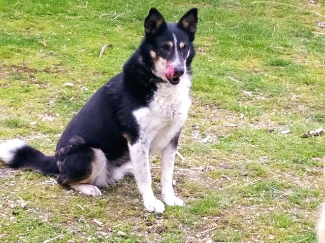 Yola, rescue dog available for adoption