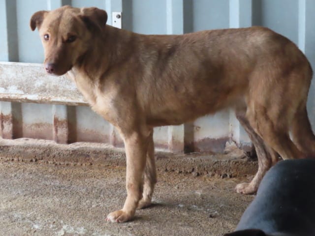 Zebra, rescue dog available for adoption