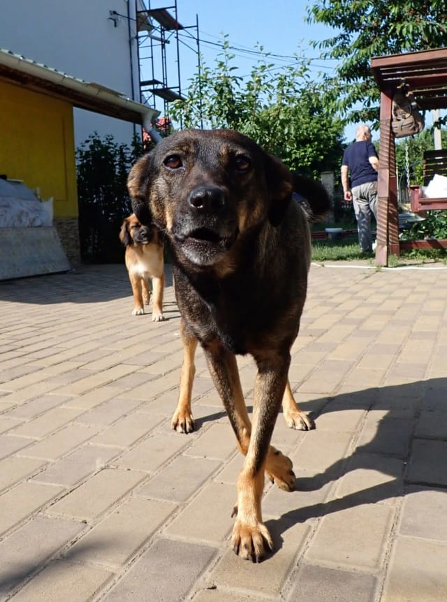 Zelia, rescue dog available for adoption