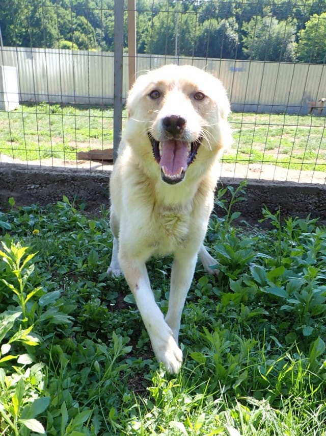 Zoltan, rescue dog available for adoption