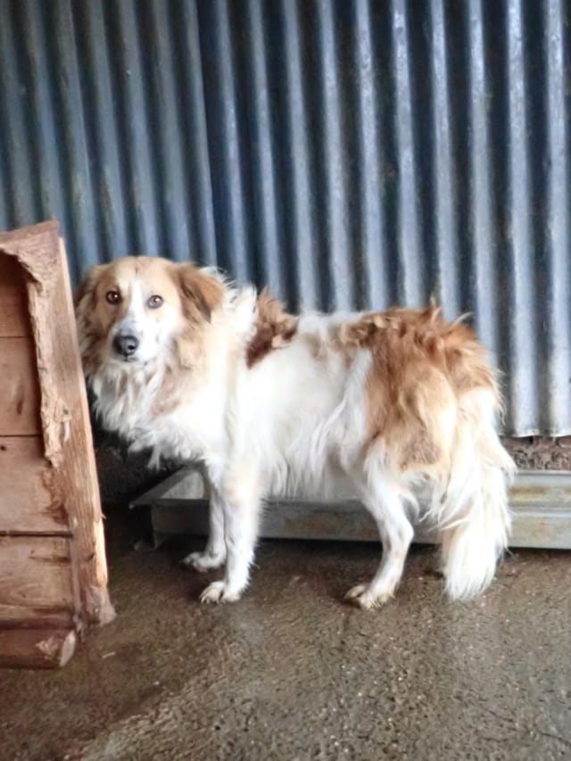 Adamant, chien à l'adoption