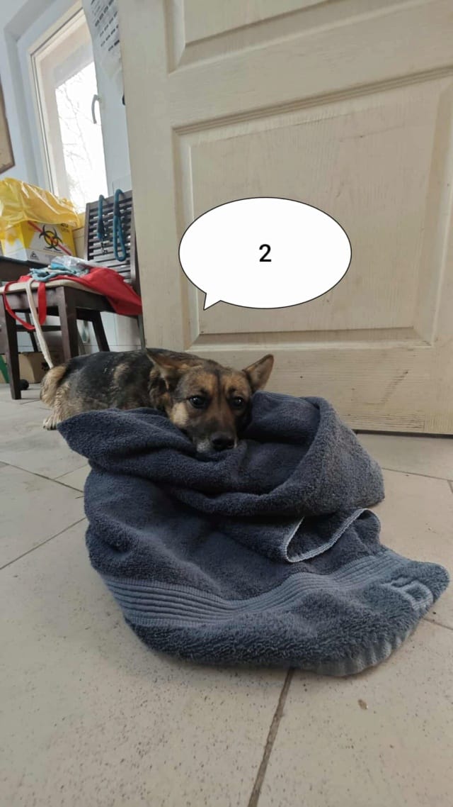 Adele, chien à l'adoption