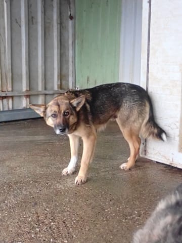 Adele, chien à l'adoption