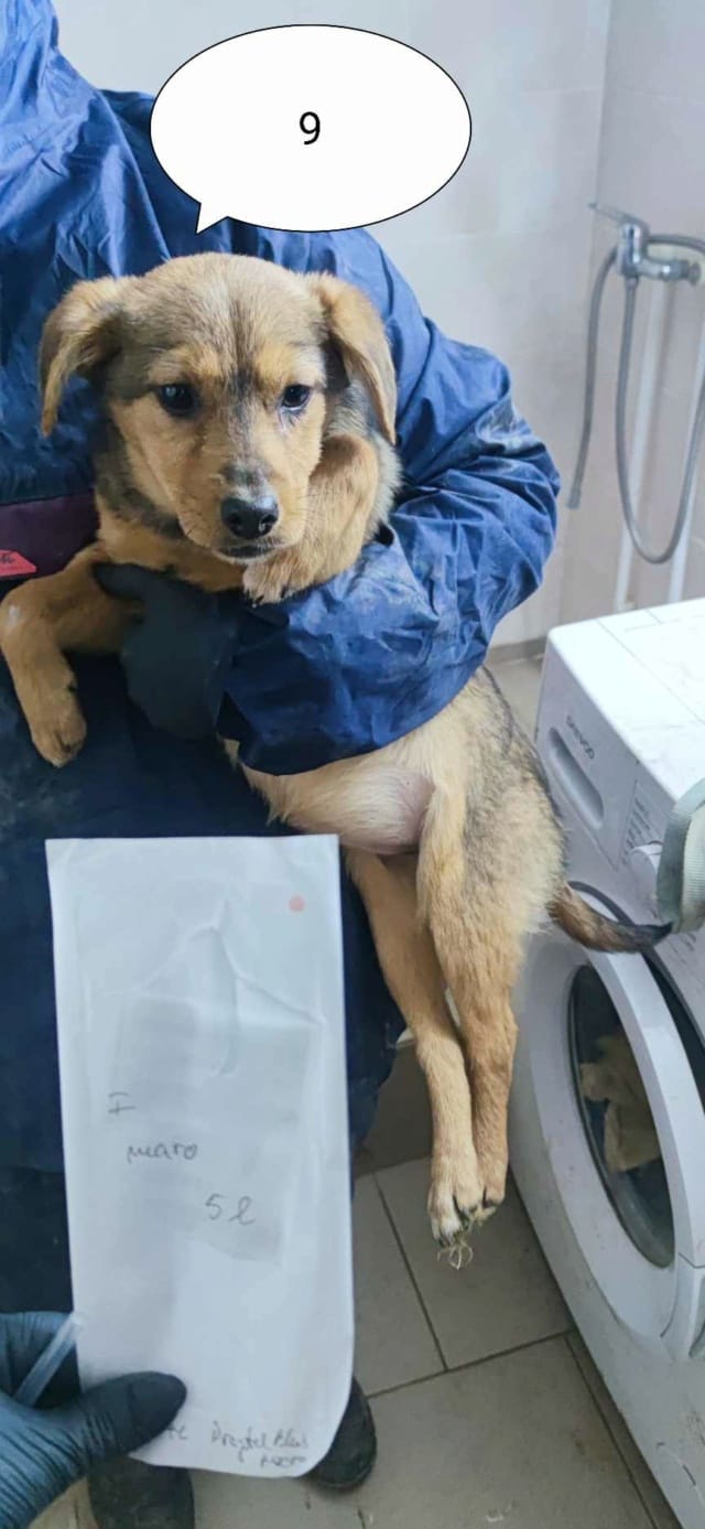 Ahsoka, chien à l'adoption