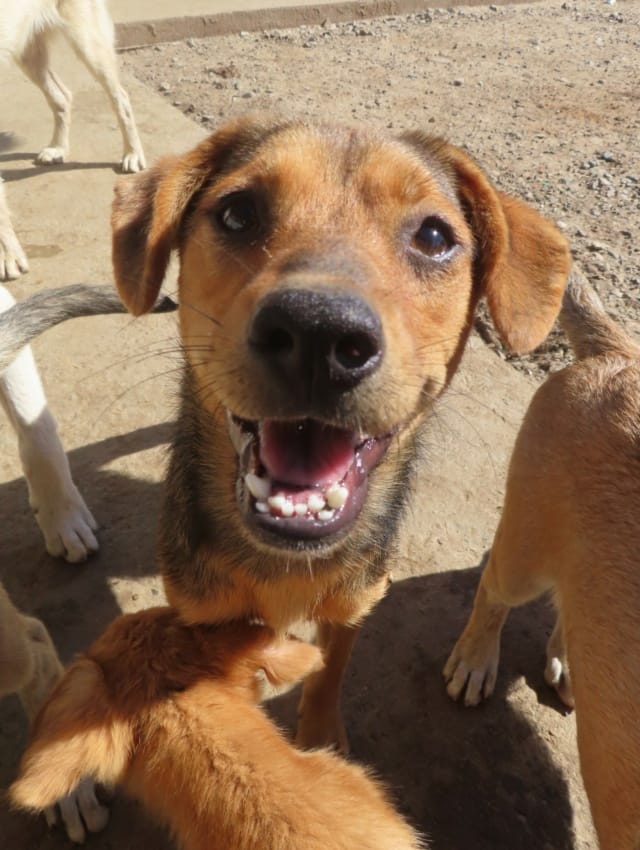 Ahsoka, chien à l'adoption