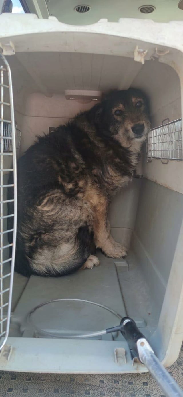 Alati, chien à l'adoption