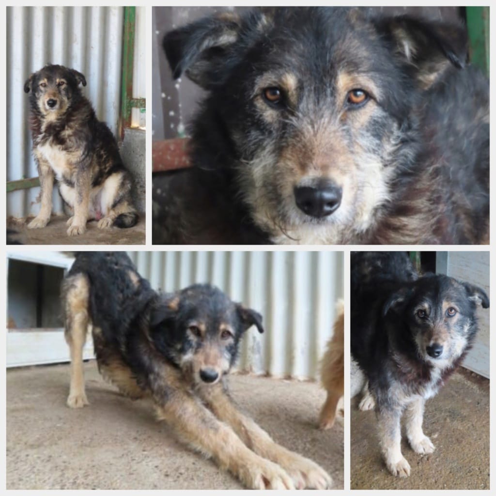 Alati, chien à l'adoption