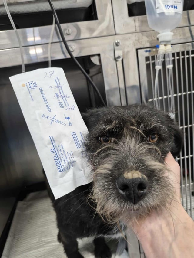 Alesia, chien à l'adoption