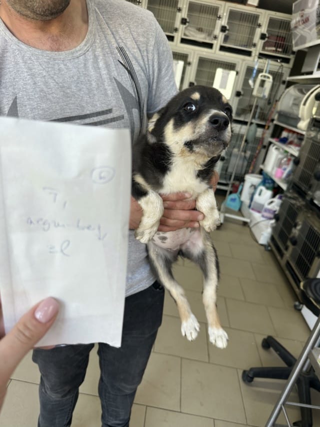 Ally, chien à l'adoption