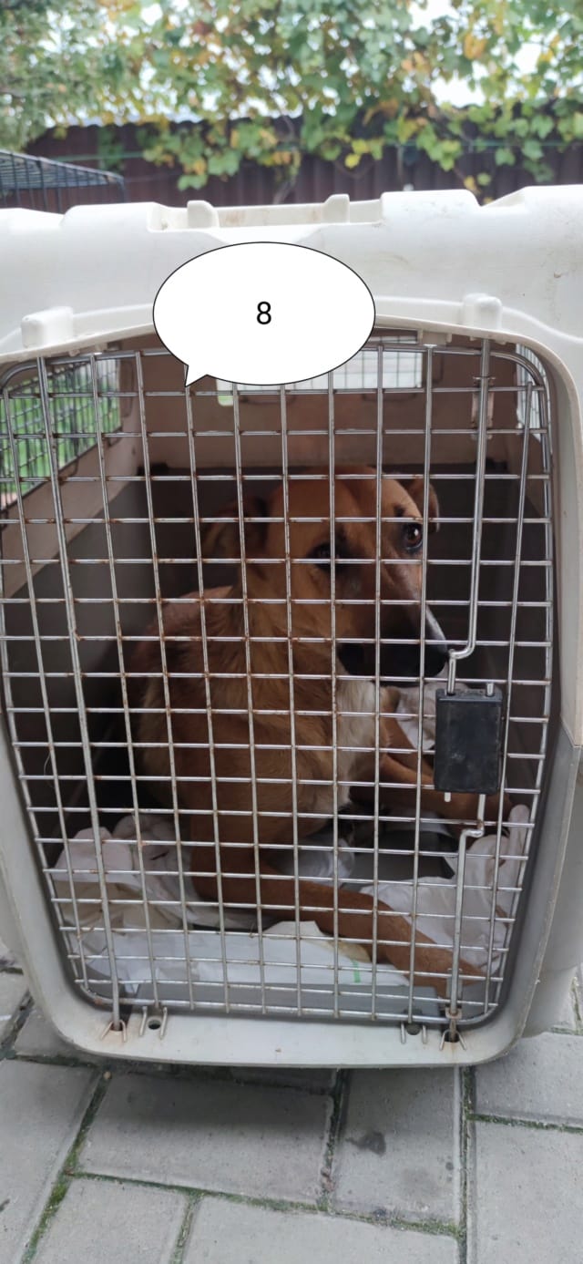 Alodia, chien à l'adoption