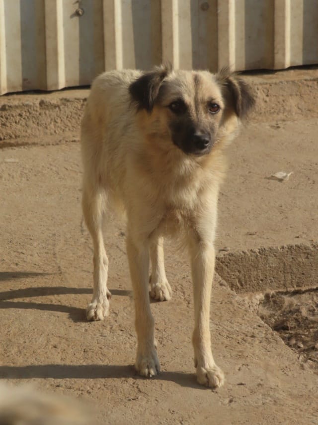 Amanda, chien à l'adoption