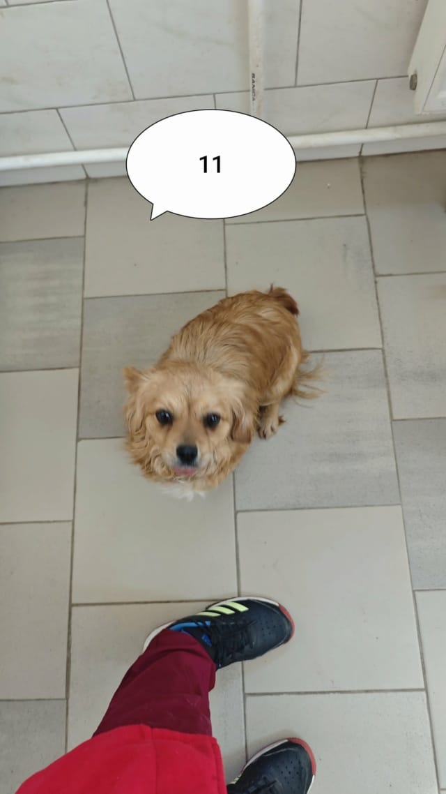 Ancolie, chien à l'adoption