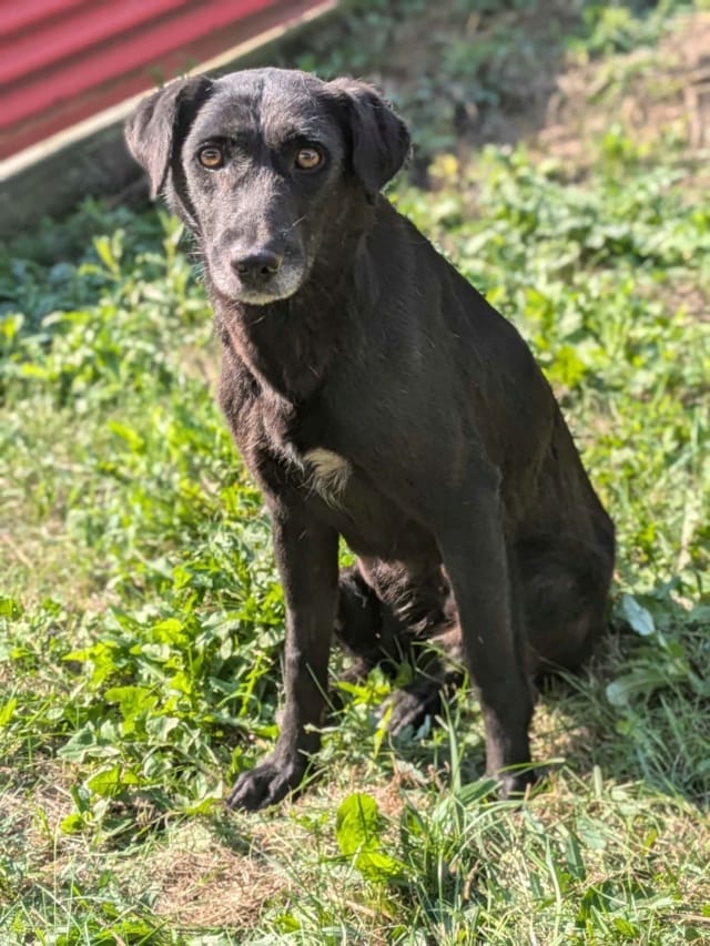 Ariel, chien à l'adoption