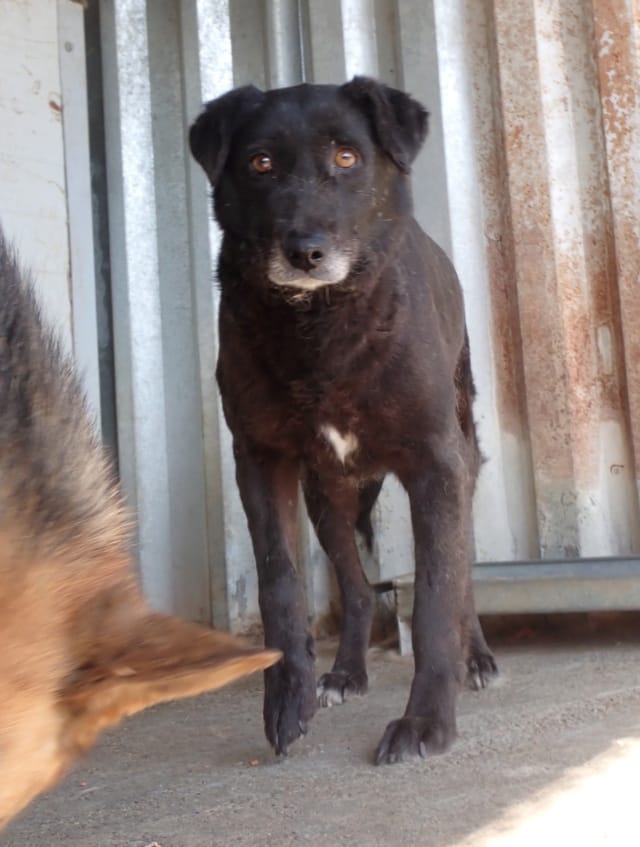 Ariel, chien à l'adoption