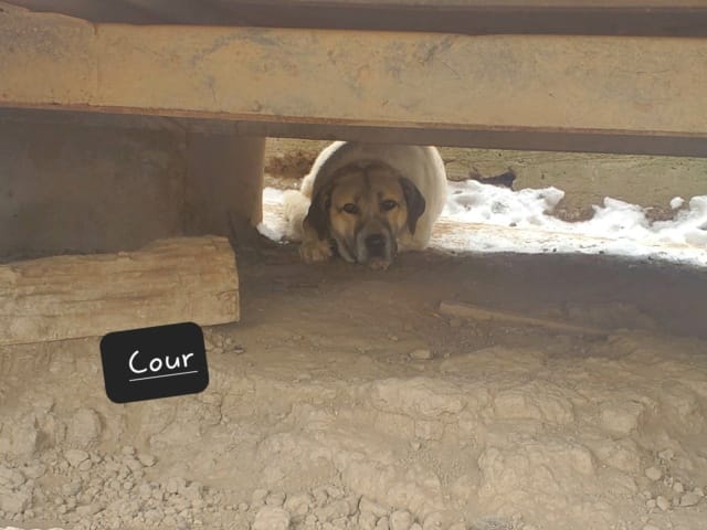 Artax, chien à l'adoption