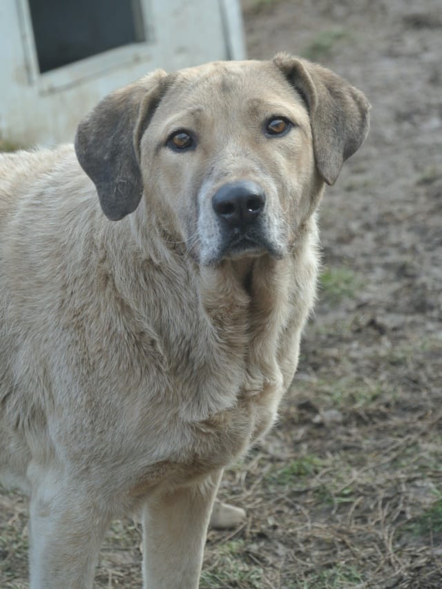 Artax, chien à l'adoption