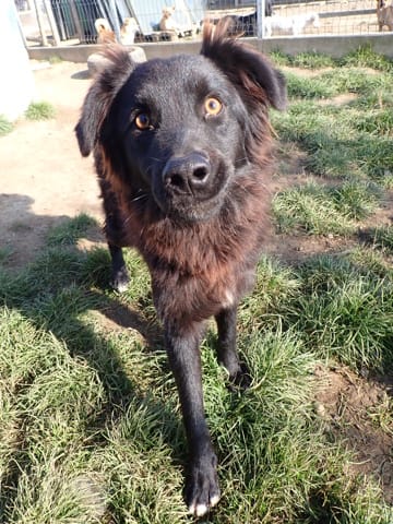 Articho, chien à l'adoption