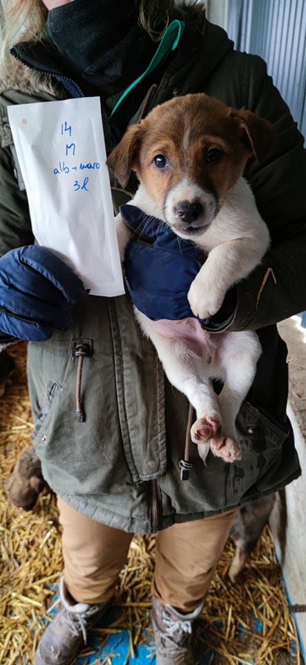 Arturo, chien à l'adoption