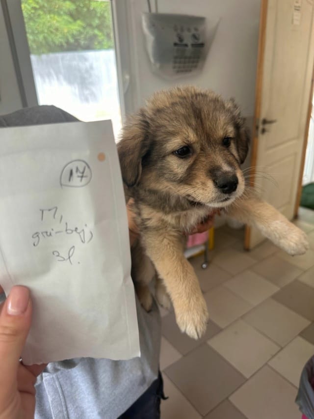 Asrael, chien à l'adoption