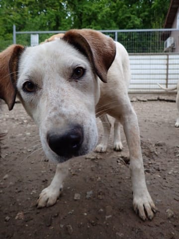 Athos, chien à l'adoption