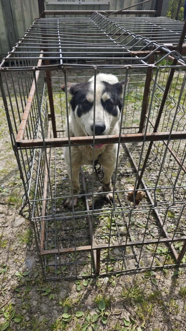 Auguste, chien à l'adoption