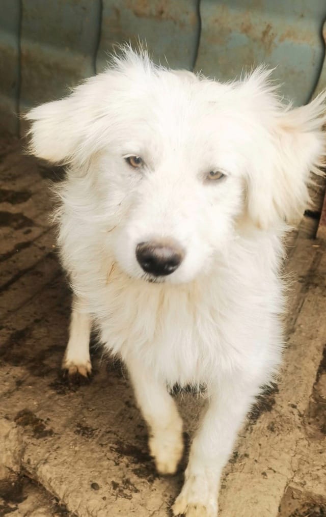 Avalanche, chien à l'adoption