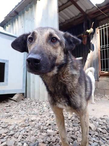 Bagster, chien à l'adoption