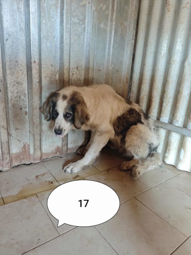 Baïkal, chien à l'adoption