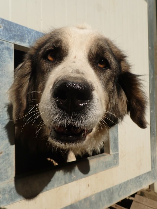 Baïkal, chien à l'adoption