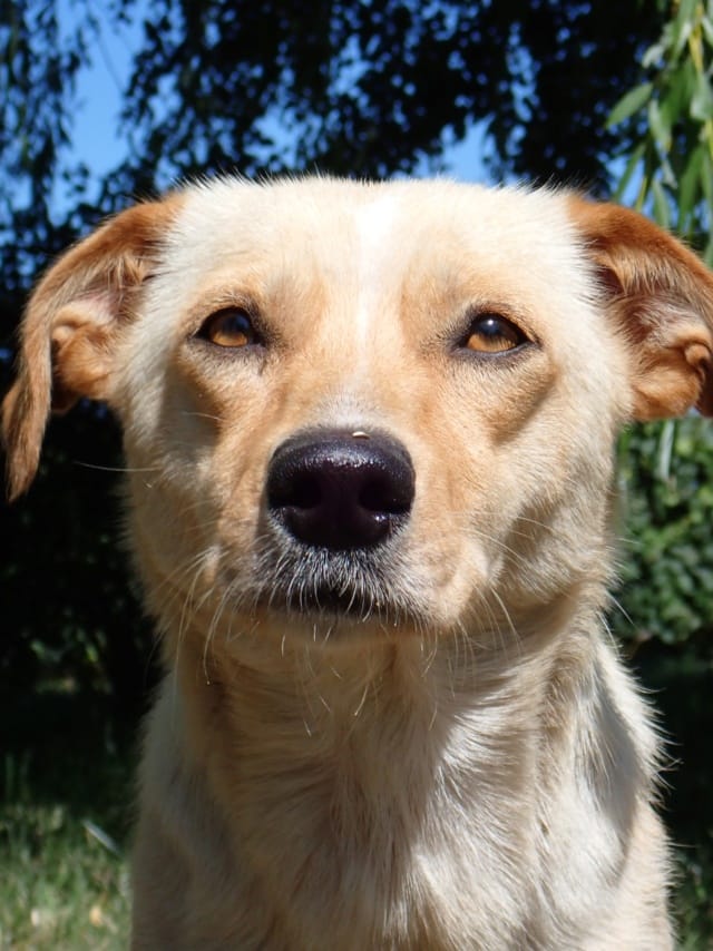 Baklava, chien à l'adoption