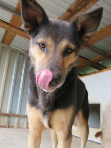 Bandit, chien à l'adoption