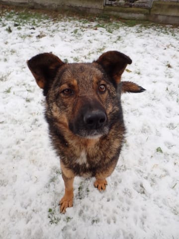 Baps, chien à l'adoption