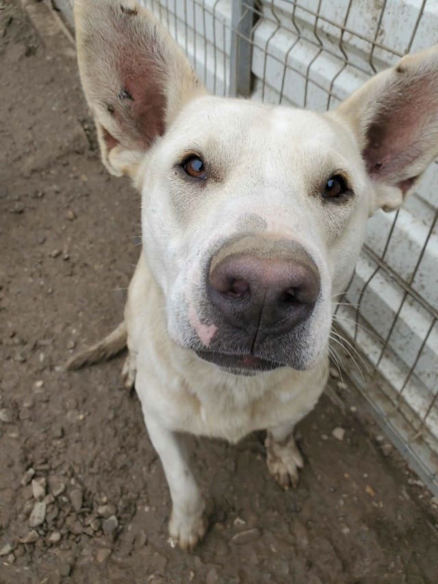 Baylan, chien à l'adoption