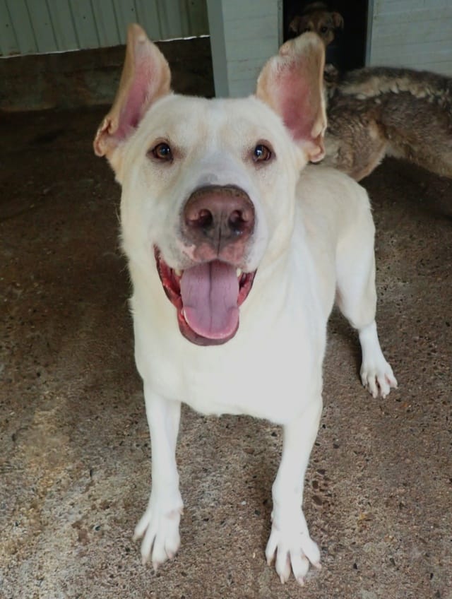 Baylan, chien à l'adoption