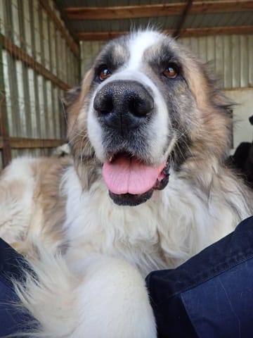 Beethoven, chien à l'adoption