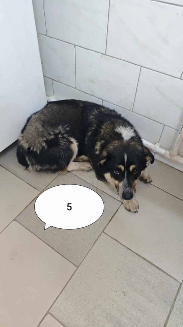 Bellini, chien à l'adoption