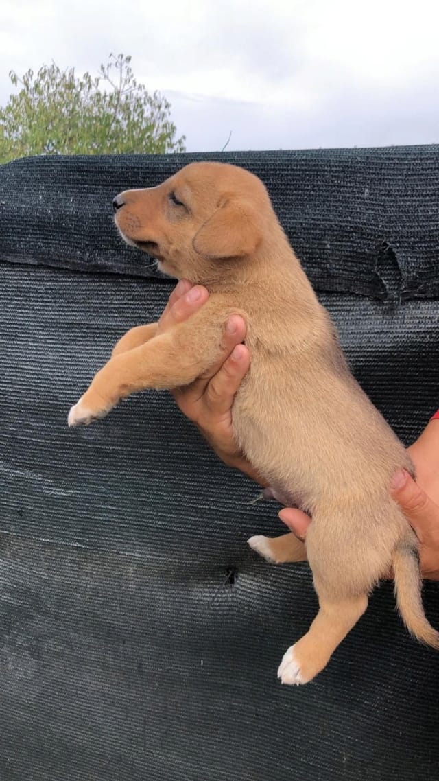 Beni, chien à l'adoption
