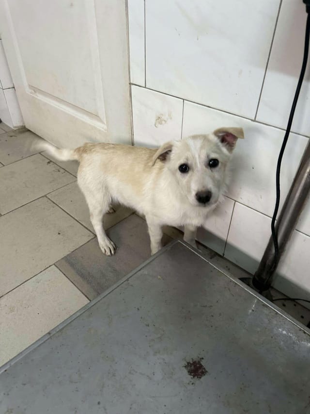 Beoca, chien à l'adoption