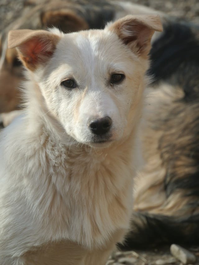 Beoca, chien à l'adoption