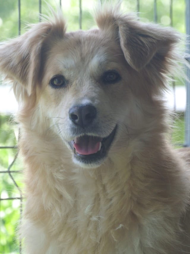 Bercy, chien à l'adoption