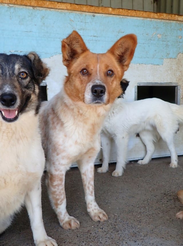 Bilbao, chien à l'adoption